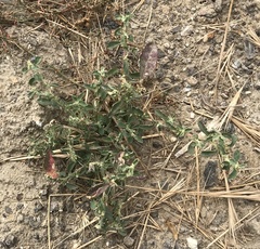 Atriplex suberecta