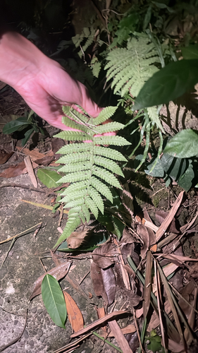 Dryopteris observed 2026-10-28