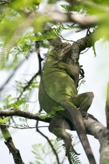 Iguana delicatissima