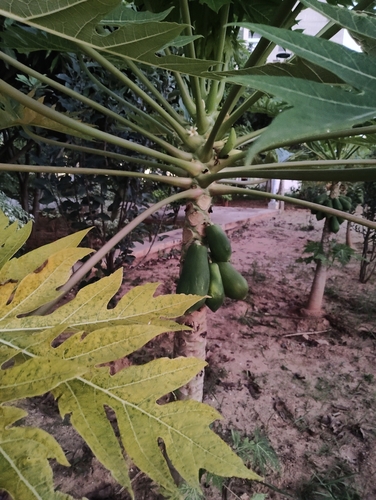 Carica papaya observed 2026-10-28