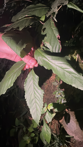 Maesa perlaria observed 2026-10-28