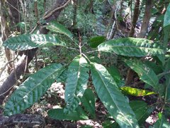 Bocquillonia sessiliflora