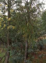 Amyema pendula pendula