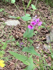 Streptanthus squamiformis