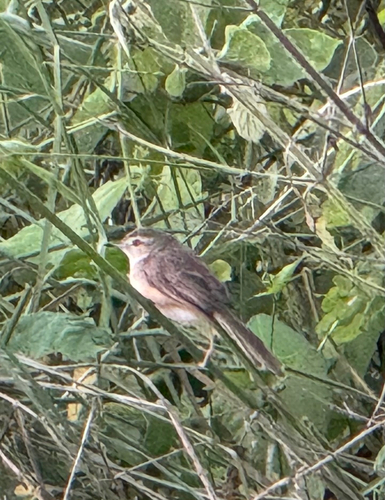 Prinia inornata observed 2026-10-28