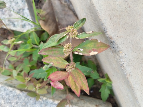Euphorbia hirta observed 2026-10-28