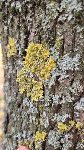 Xanthoria observed 2026-10-28