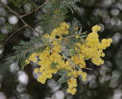 Acacia dealbata dealbata