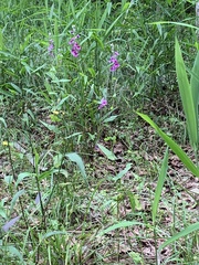 Streptanthus squamiformis