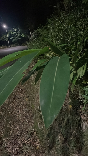 Alpinia observed 2026-10-28