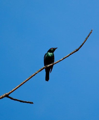 Aplonis panayensis observed 2026-10-27
