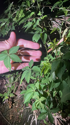 Ipomoea indica observed 2026-10-28