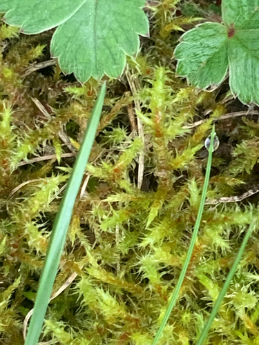 Rhytidiadelphus squarrosus observed 2026-10-28