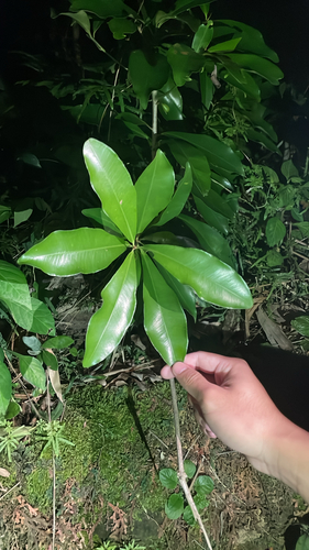 Ardisia observed 2026-10-28