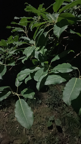 Ficus observed 2026-10-28