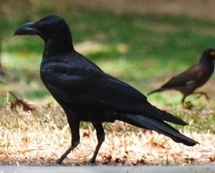Corvus macrorhynchos
