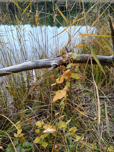 Lysimachia vulgaris, 2026-10-28