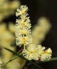 Acacia mucronata longifolia