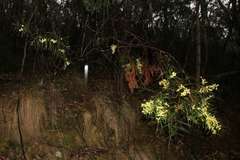 Acacia mucronata longifolia