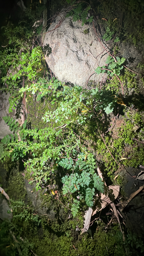 Pilea microphylla observed 2026-10-28