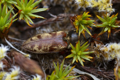 Prosternon bombycinum