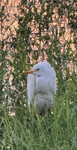 Bubulcus ibis observed 2026-10-28