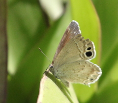 Leptomyrina gorgias sobrina