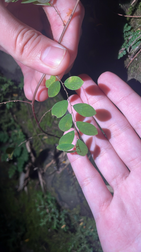 Phyllanthus tenellus observed 2026-10-28