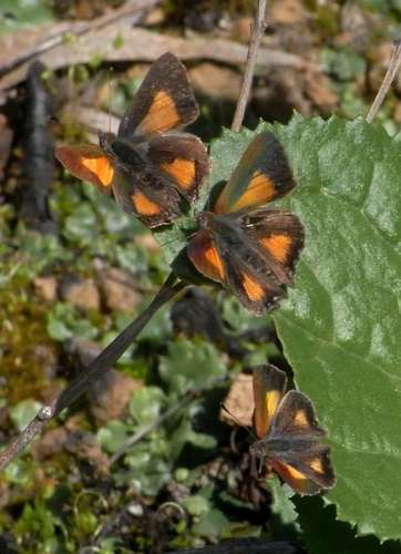 Bright Copper