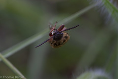 Prosternon bombycinum