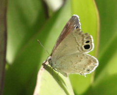Leptomyrina gorgias sobrina