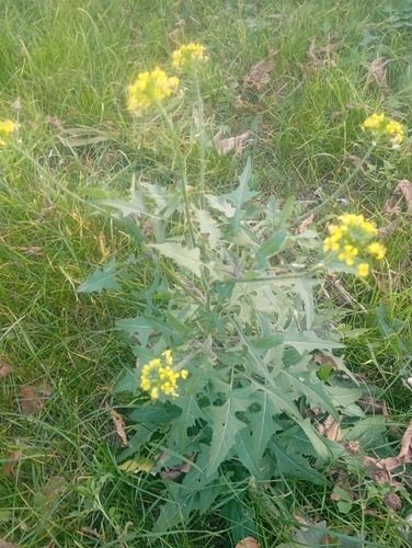Erysimum observed 2026-10-27
