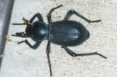Cryptoglossa muricata