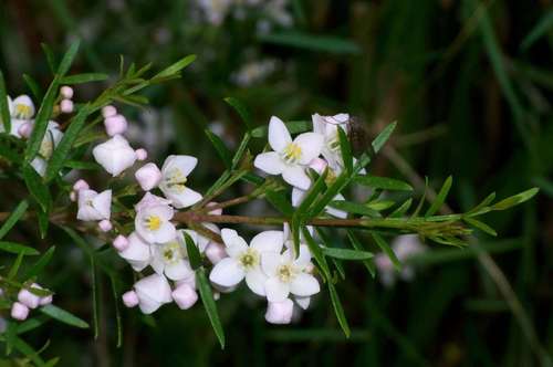 Image of Boronia muelleri by (c) Russell Best, some rights reserved (CC BY)