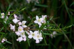 Boronia muelleri