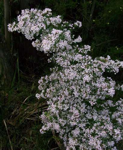 Image of Boronia muelleri by (c) Russell Best, some rights reserved (CC BY)