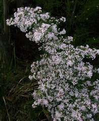 Boronia muelleri
