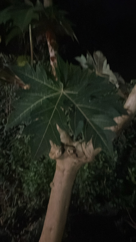 Carica papaya observed 2026-10-28