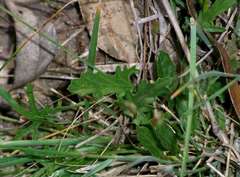 Convolvulus angustissimus