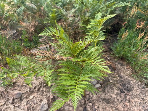 Pteridium observed 2026-10-28