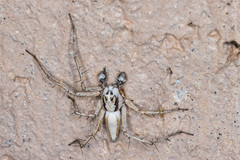 Oxyopes tridens