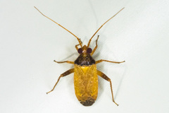 Phytocoris ramosus