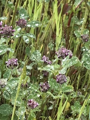 Trifolium dichotomum