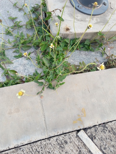 Tridax procumbens observed 2026-10-28