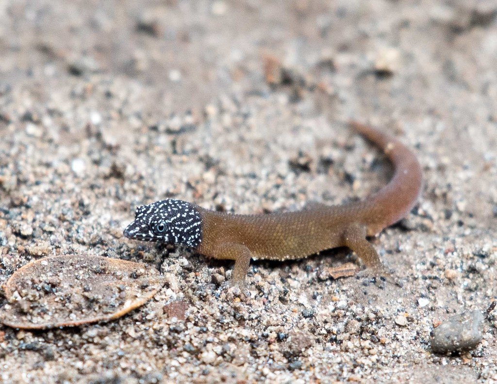 Fantastic Least Gecko