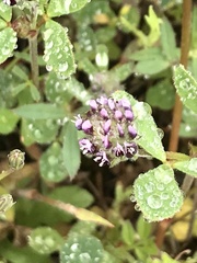 Trifolium dichotomum