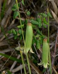 Correa reflexa reflexa