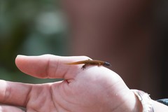 Sphaerodactylus fantasticus