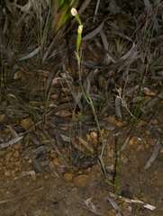 Thelymitra flexuosa