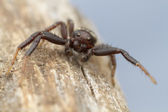 Xysticus montanensis